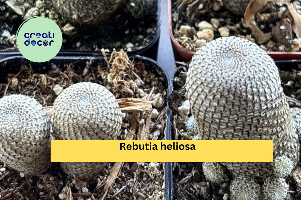 Rebutia heliosa Live Cactus – Rooted 2" Pot, Mini Clumping Succulent with Orange Blooms, Easy Collector Variety for Indoor Displays