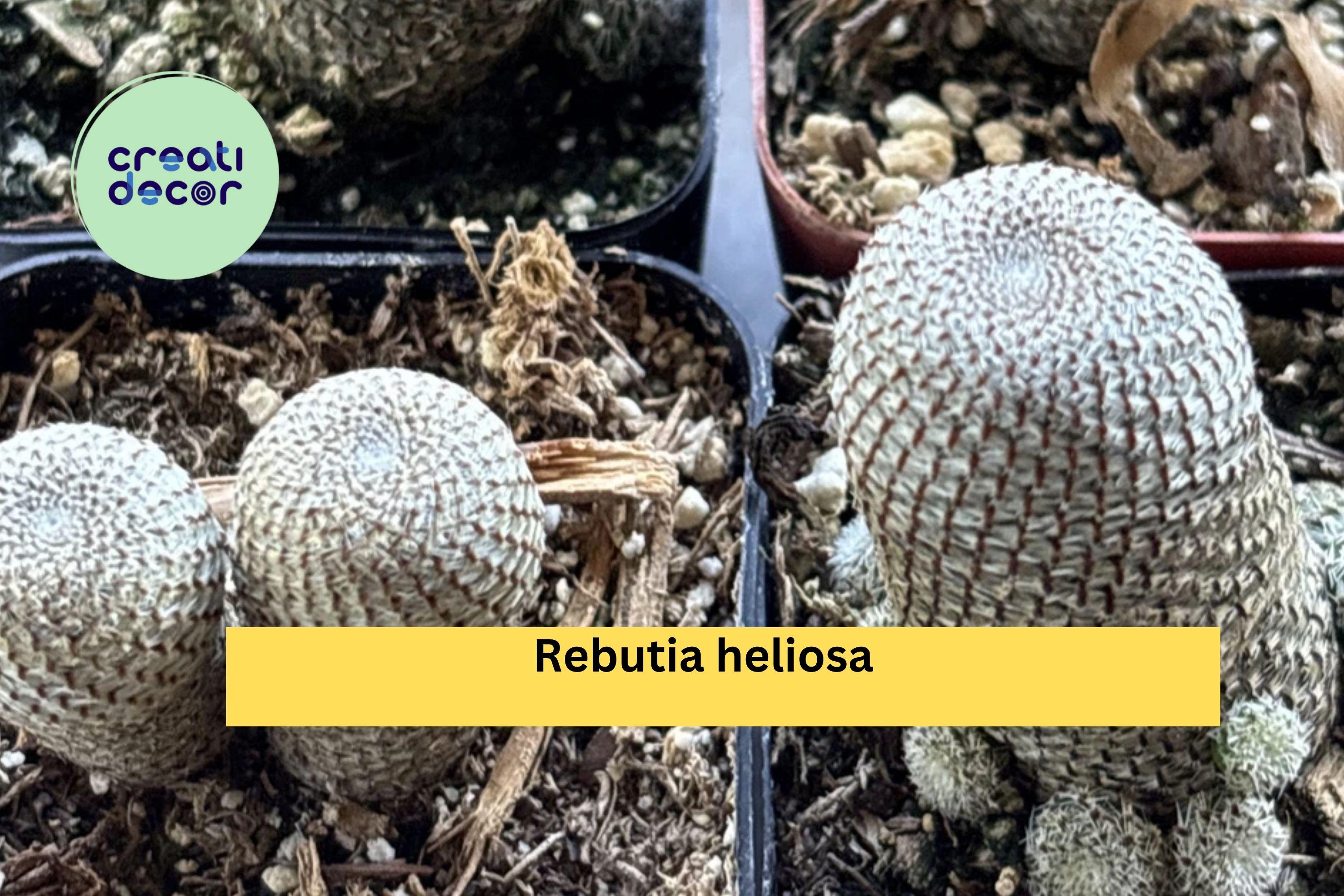 Rebutia heliosa Live Cactus – Rooted 2" Pot, Mini Clumping Succulent with Orange Blooms, Easy Collector Variety for Indoor Displays
