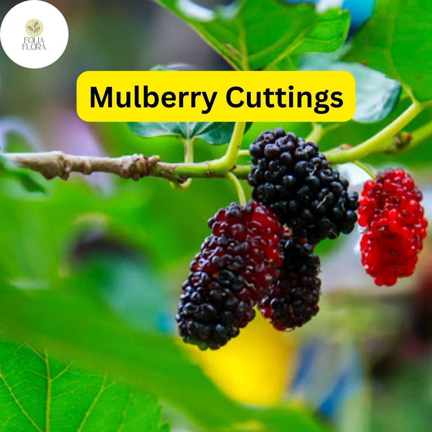 10 Cuttings of Mulberry, Early Fruiting, Easy-to-Root and Grow, Morus alba