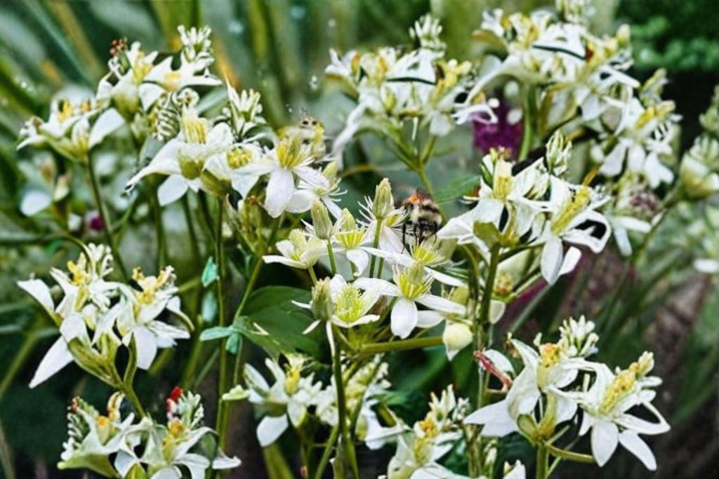 Clematis virginiana – Flowering Plant 50 Seeds | Native Clematis Vine | Fragrant White Flowers | Pollinator Favorite