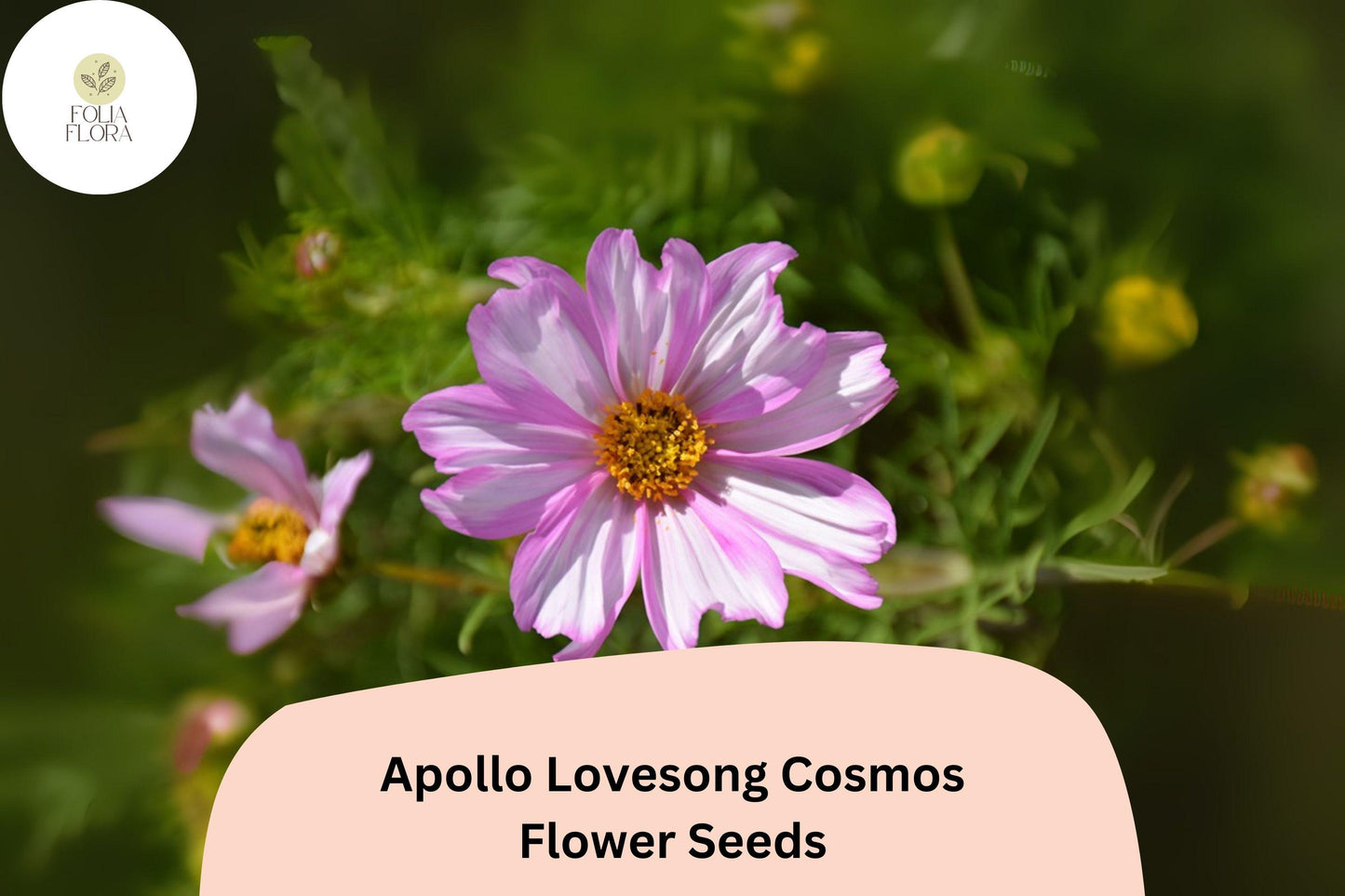 200+ Apollo Lovesong Cosmos Seeds | Cosmos Bipinnatus Pink & White Flower Garden Planting