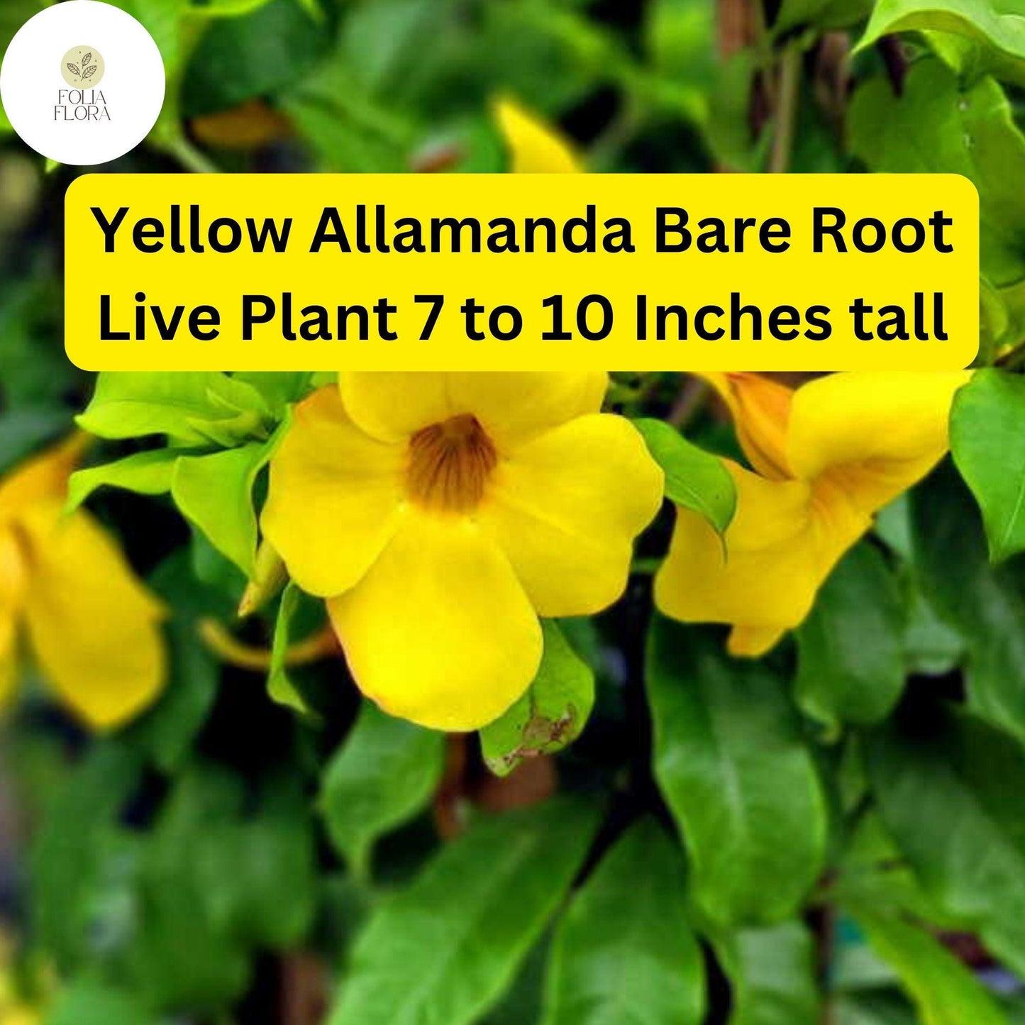 1 Yellow Allamanda - Bare Root Starter Live Plant 7-10” - Perennial Vine, Tropical Yellow Flowers