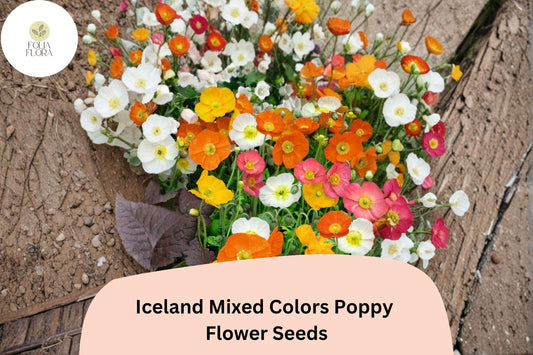 200+ Iceland Mixed Colors Poppy Seeds for Garden Planting – Bright Perennial Blooms, Easy to Grow Flowers