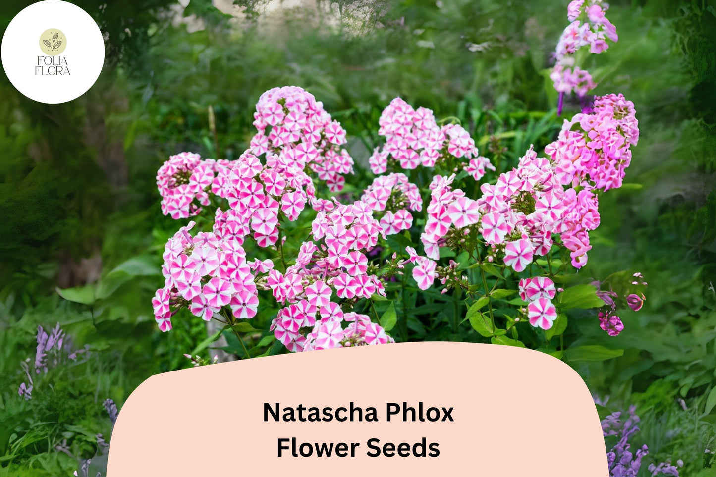 100+ Natascha Phlox Seeds – Striped Pink & White Garden Flowers, Phlox paniculata