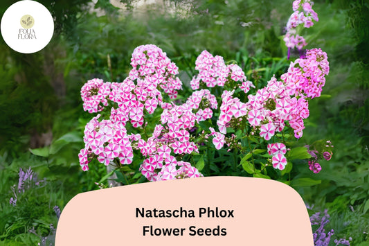 100+ Natascha Phlox Seeds – Striped Pink & White Garden Flowers, Phlox paniculata