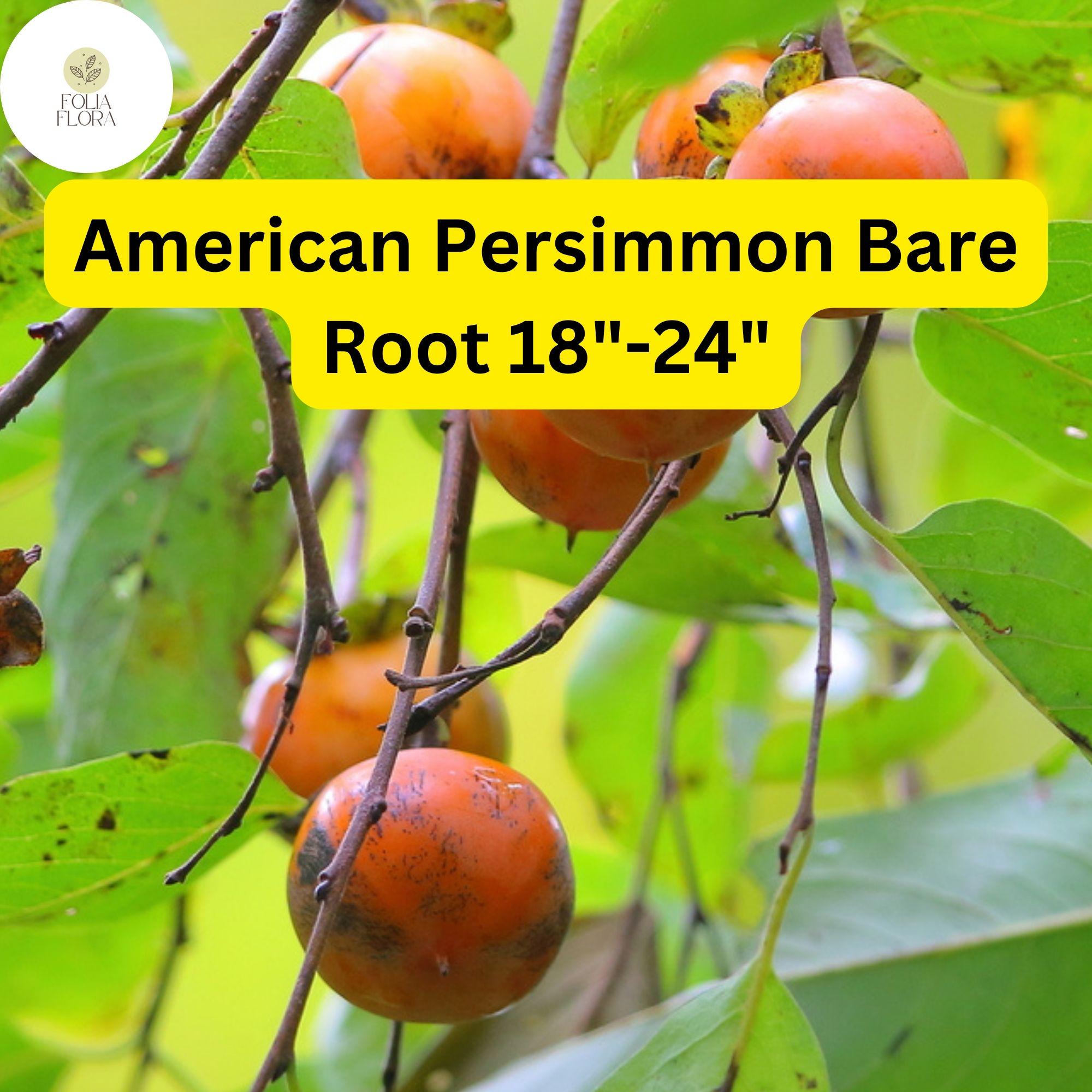 1 Diospyros virginiana American Persimmon Tree - Live Bare Root Plant for Zones 4-9 - Edible Fruit & Wildlife Tree 18"-24"