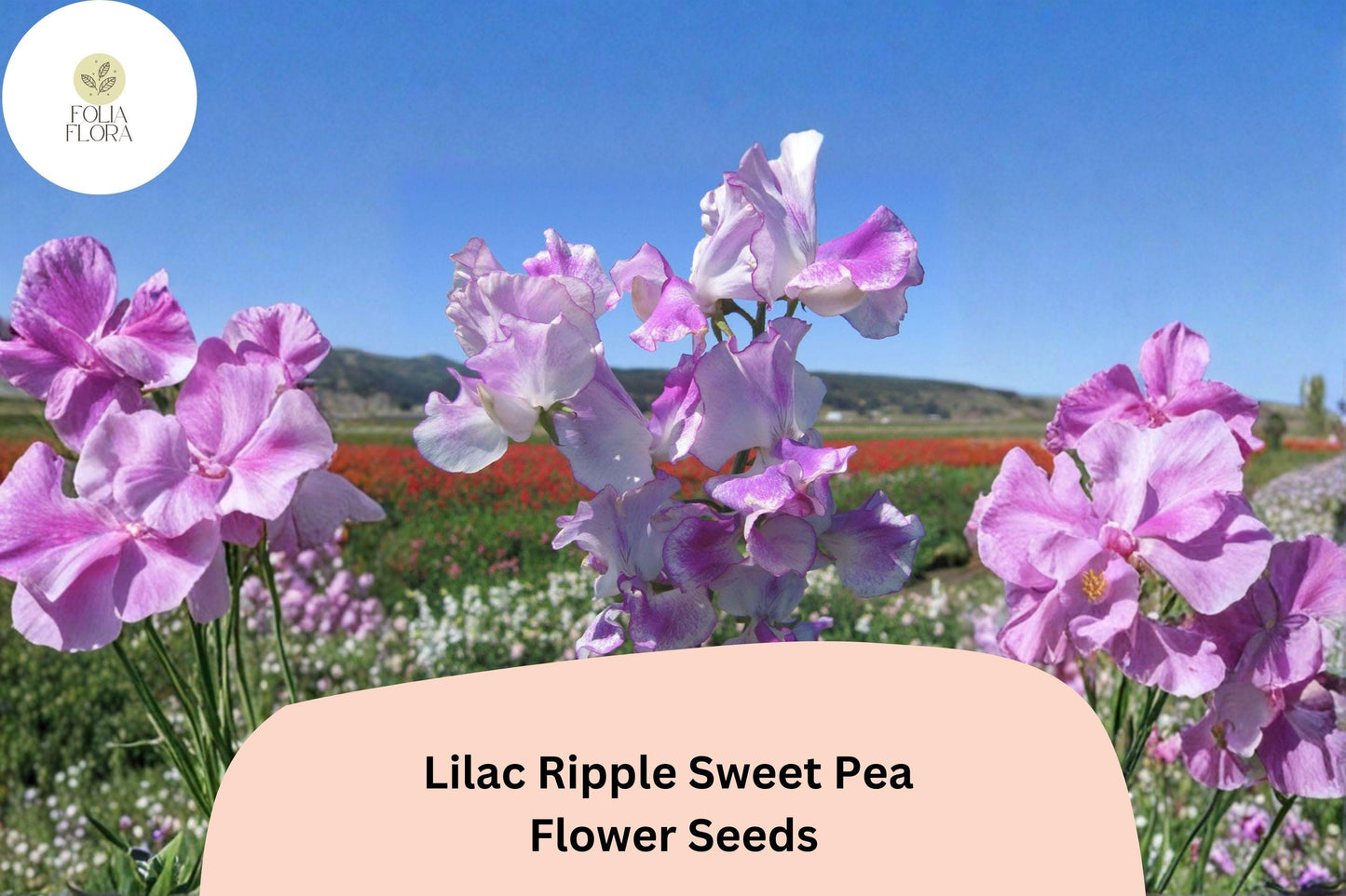 Lilac Ripple Sweet Pea Seeds | Lathyrus odoratus Vine Lilac Purple Flowers Garden (50+ Seeds)