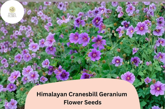 25+ Himalayan Cranesbill Geranium Seeds for Garden – Purple Hardy Perennial Flowers, Easy to Grow