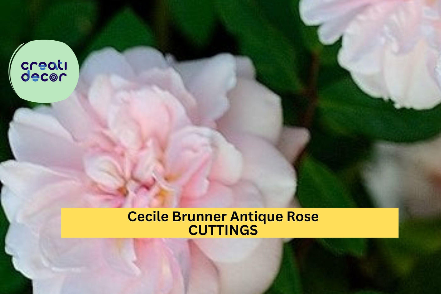 8 Cecile Brunner Rose Cuttings – Antique Heirloom Variety | Start Your Own Bushes from Premium Stems | Small Pink Blooming Rose Bush