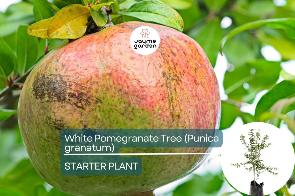 White Pomegranate Tree Live Starter Plant 12-24" | Sweet Tropical Fruit Tree | Low Maintenance & Drought Tolerant | USDA Zones 7-11
