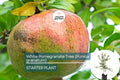 White Pomegranate Tree Live Starter Plant 12-24" | Sweet Tropical Fruit Tree | Low Maintenance & Drought Tolerant | USDA Zones 7-11