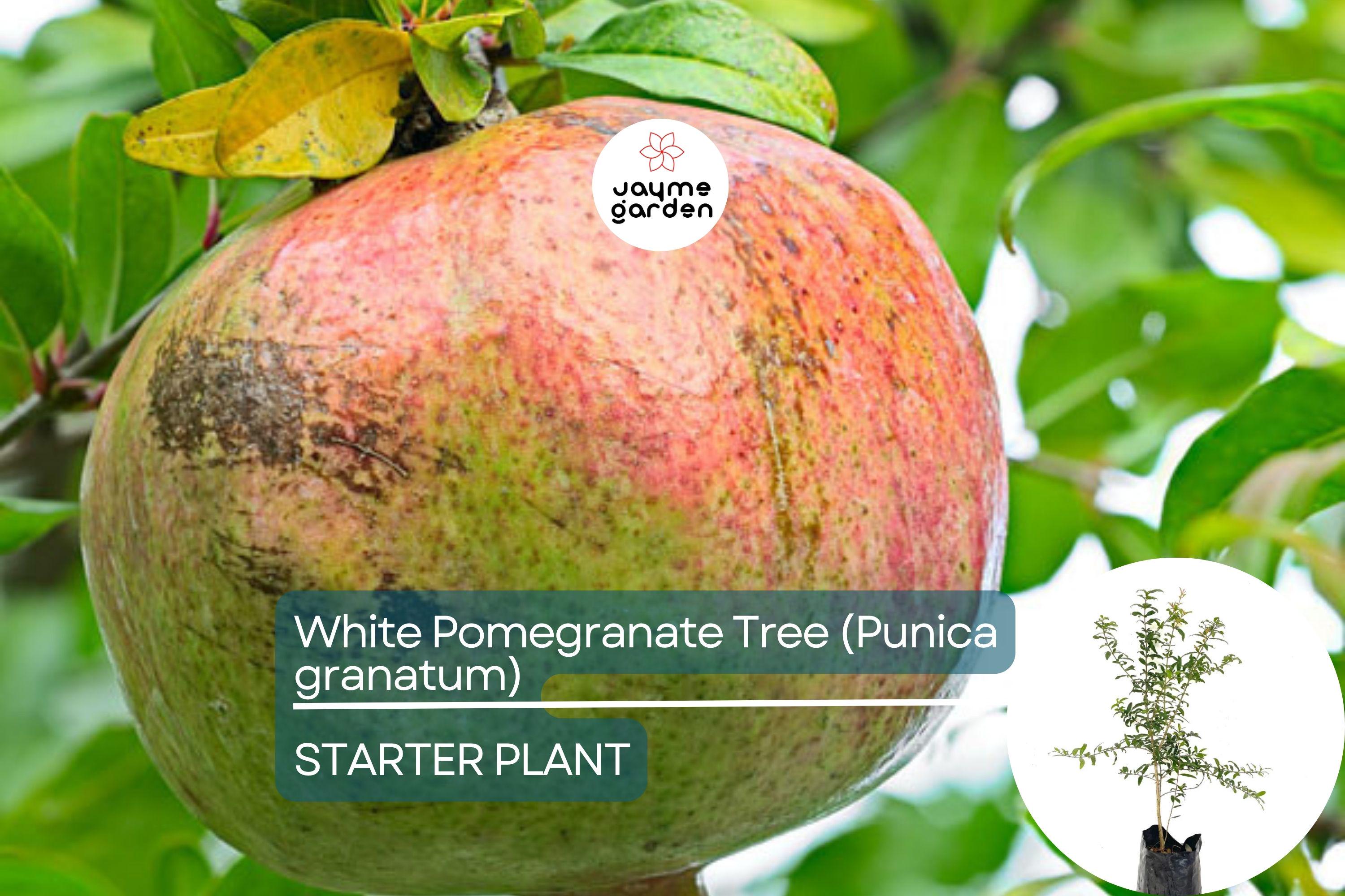 White Pomegranate Tree Live Starter Plant 12-24" | Sweet Tropical Fruit Tree | Low Maintenance & Drought Tolerant | USDA Zones 7-11