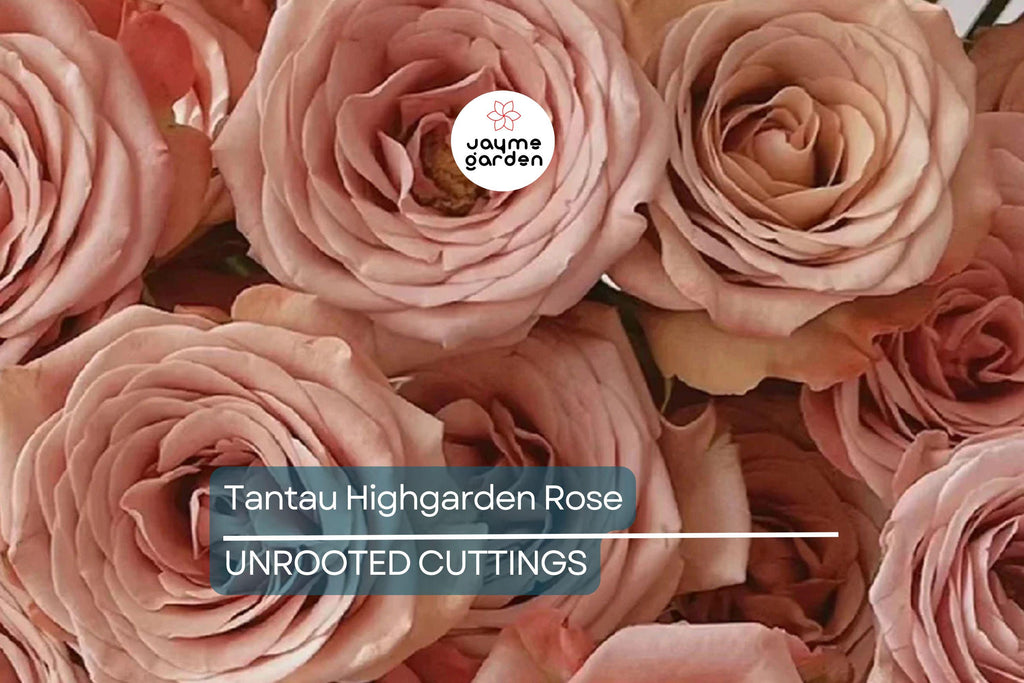 Super Rare Tantau Highgarden Rose | 3 Unrooted Cuttings | Root or Graft | Fragrant Heirloom Rose | Live Plant for Garden