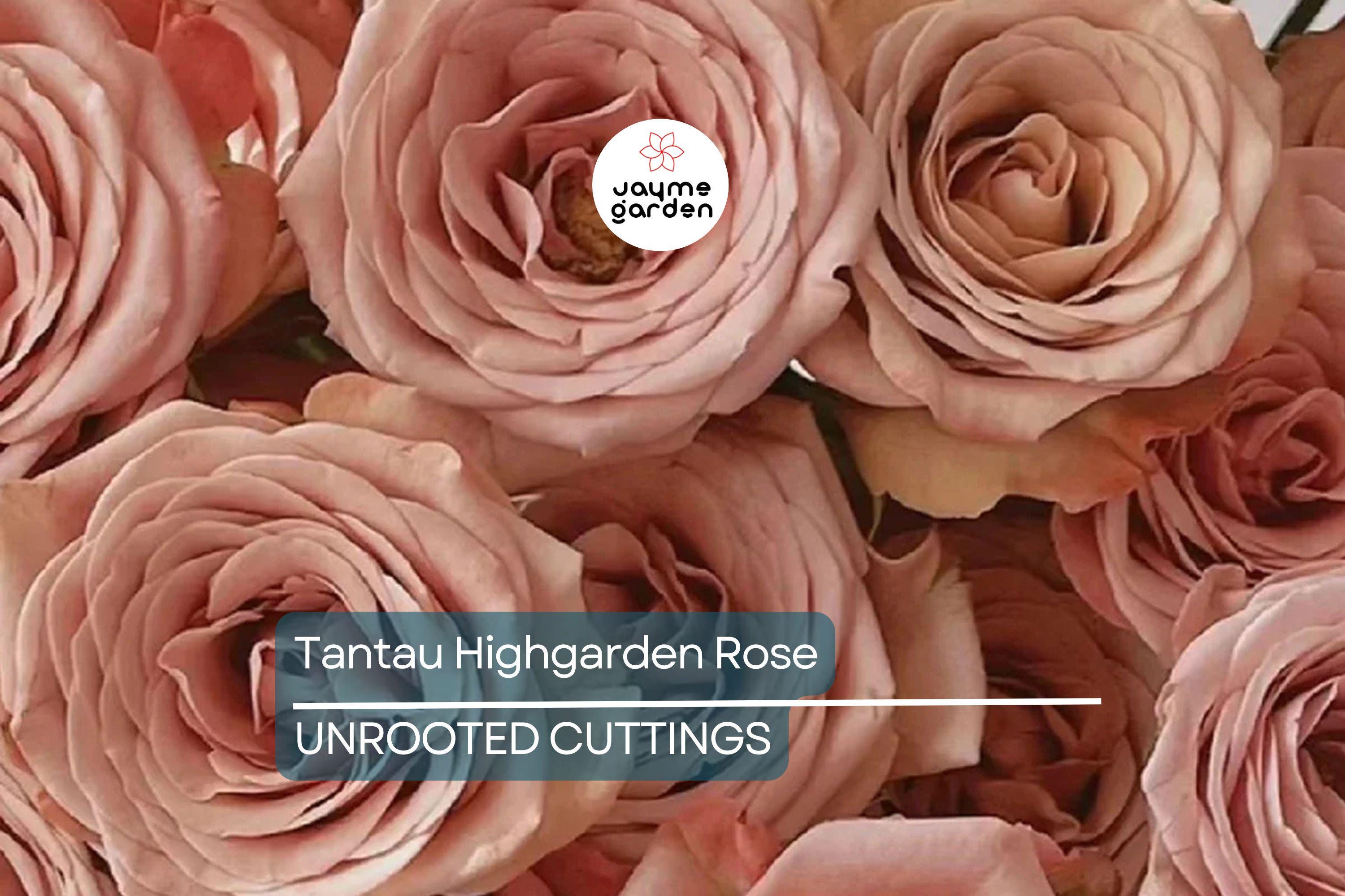 Super Rare Tantau Highgarden Rose | 3 Unrooted Cuttings | Root or Graft | Fragrant Heirloom Rose | Live Plant for Garden