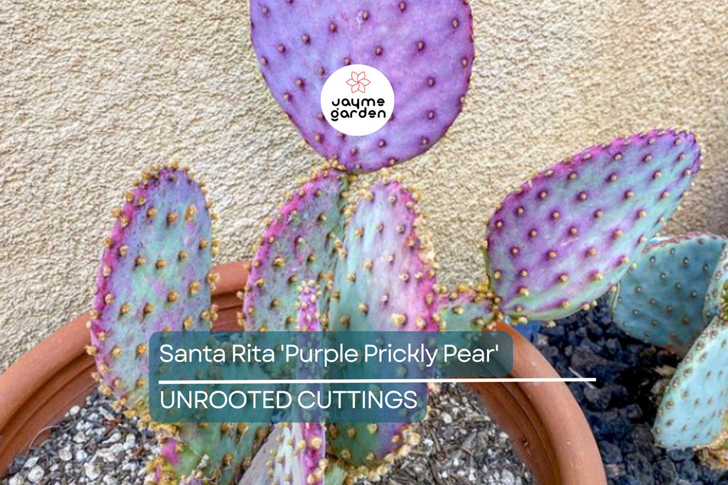 Santa Rita Purple Prickly Pear Cutting (6") | Color Shifts Green to Purple | Beautiful Yellow Blooms | Unrooted Starter