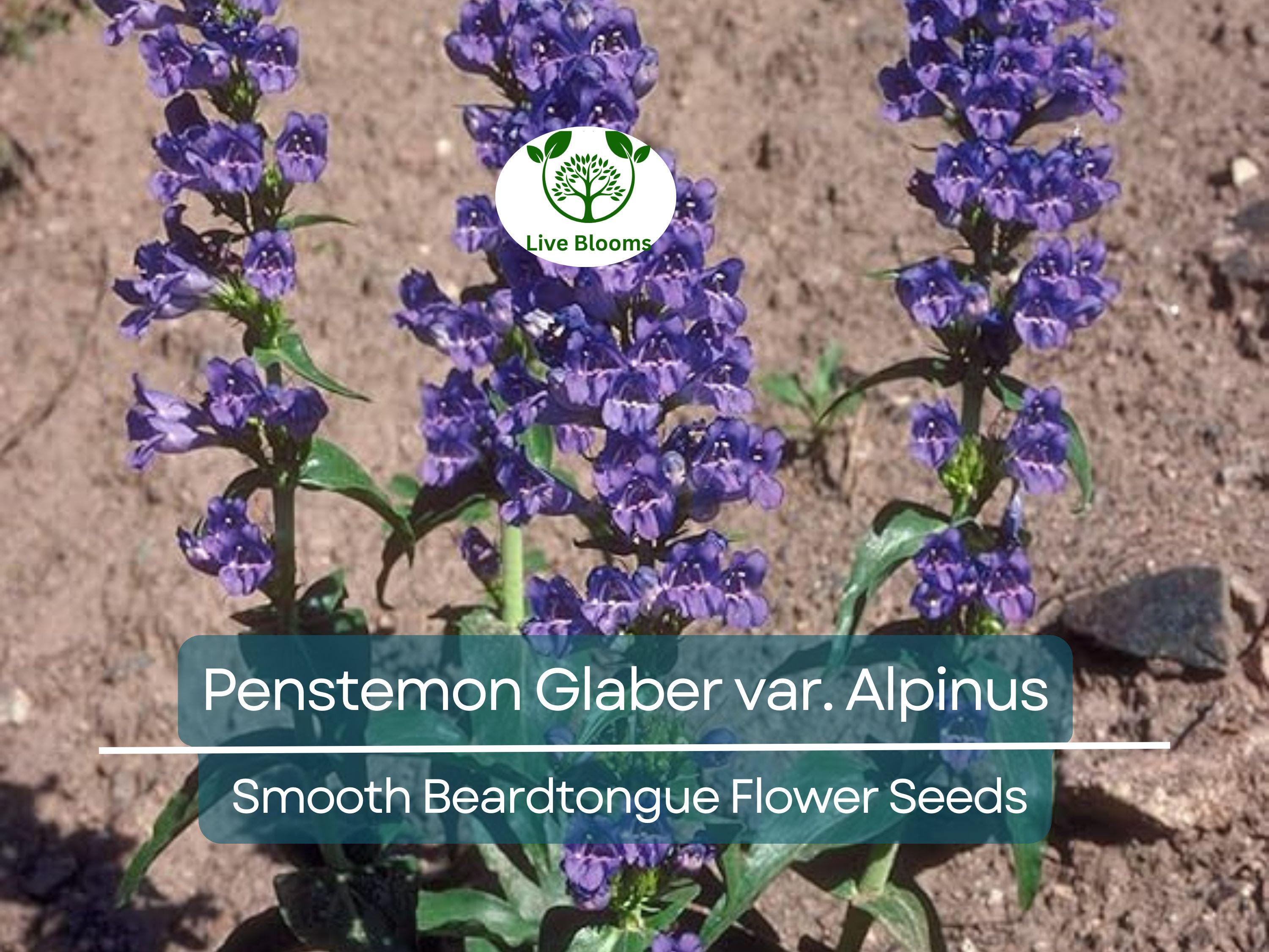 100 mg Seeds Penstemon Glaber var. Alpinus (Smooth Beardtongue) for Planting | Hardy Alpine Perennial Wildflower for Gardens
