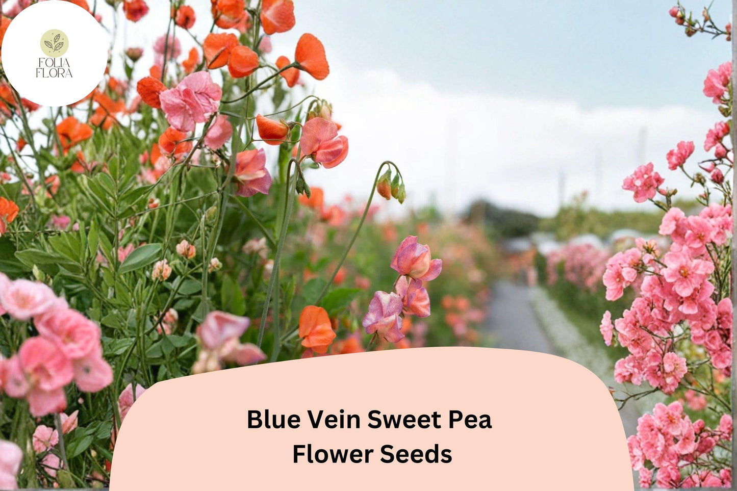 Blue Vein Sweet Pea Seeds 50+ | Lathyrus odoratus Climbing Fragrant Orange Garden Flower