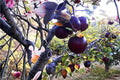 Arkansas Black Apple Tree 1 Plant ~2 ft Tall (Malus domestica) Heirloom Apple