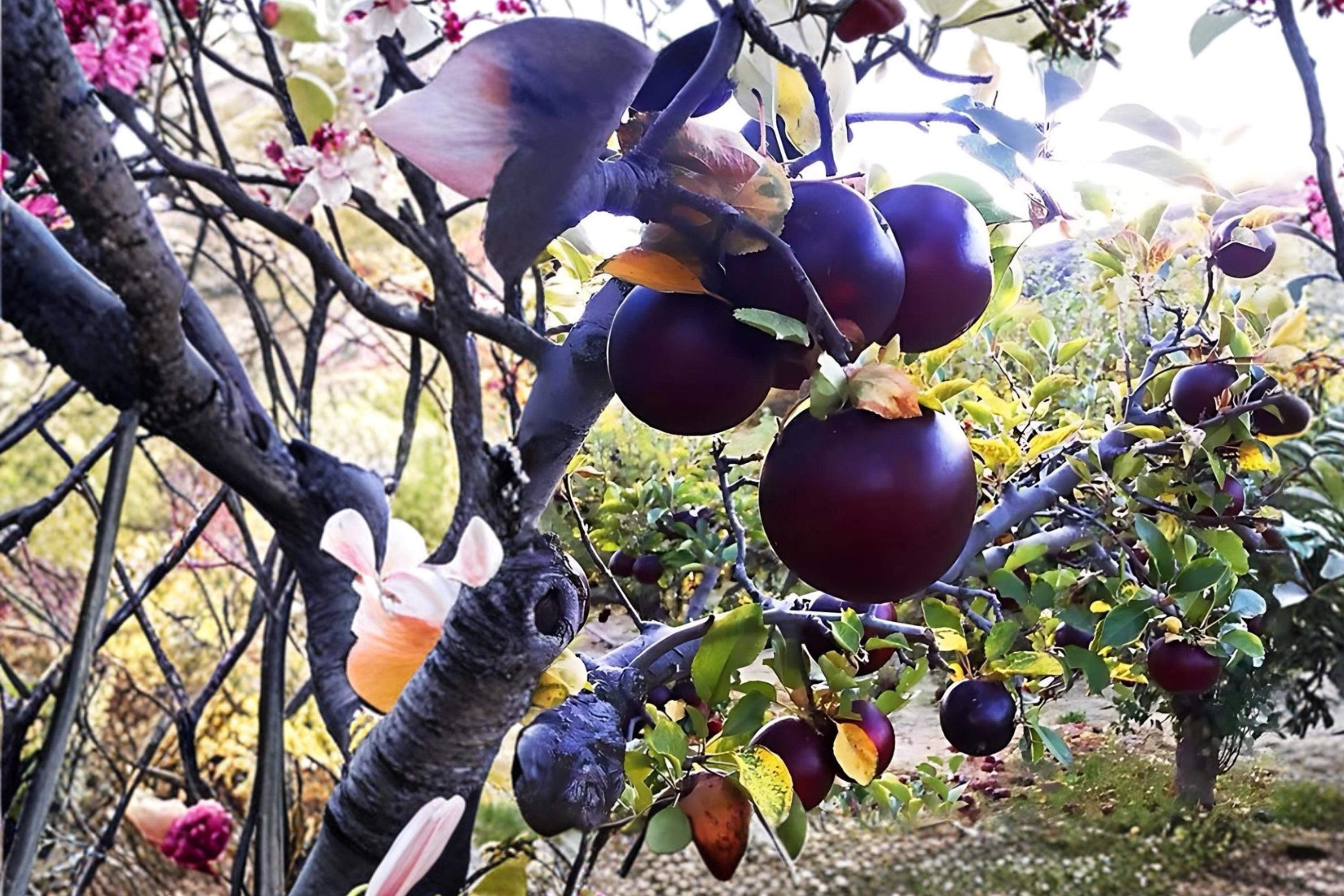 Arkansas Black Apple Tree 1 Plant ~2 ft Tall (Malus domestica) Heirloom Apple
