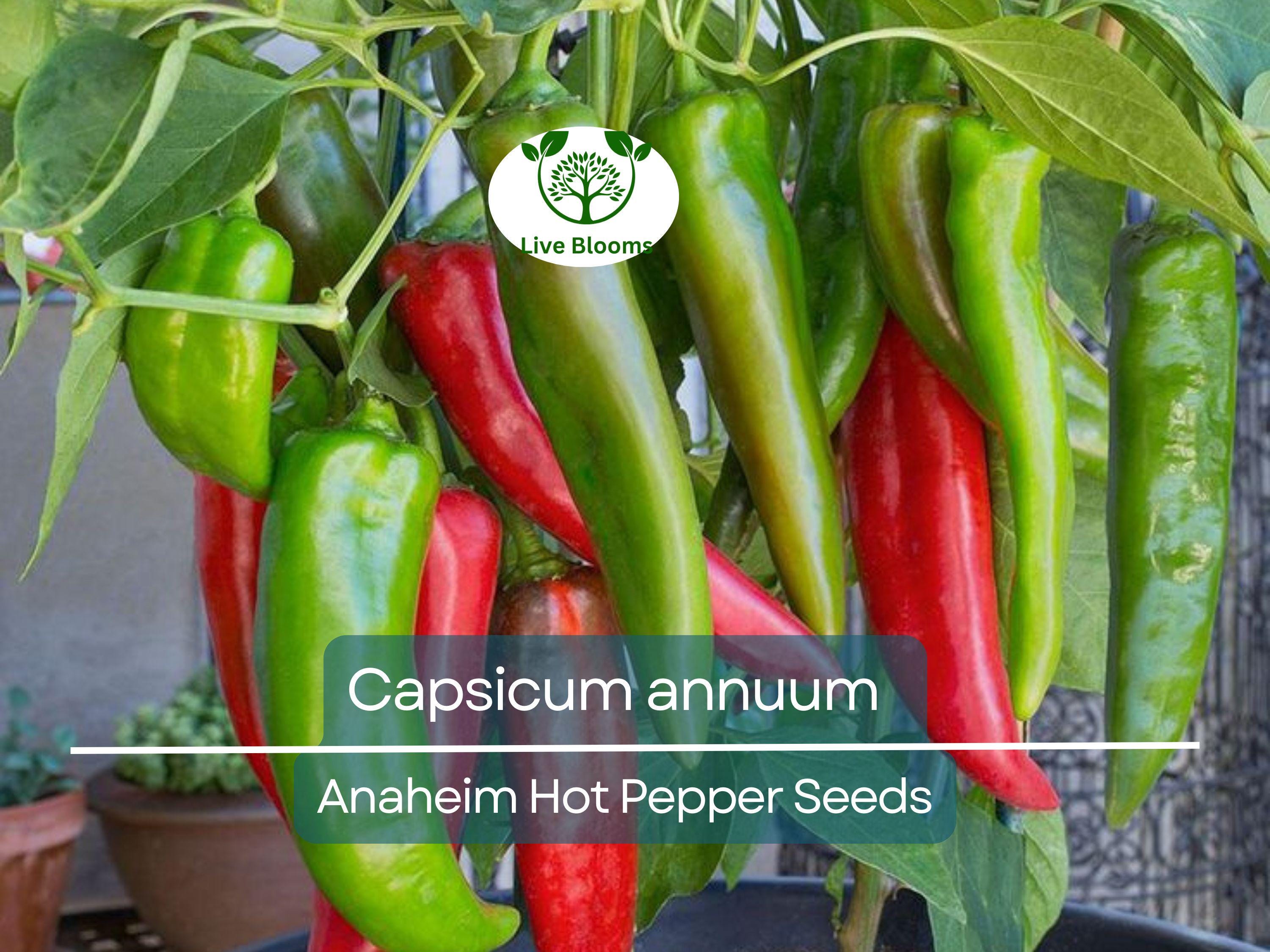 30 Seeds Anaheim Hot Pepper – Capsicum annuum | Mildly Spicy Peppers for Planting, Gardening & Flavorful Harvests