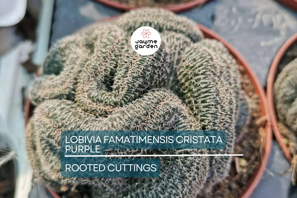 LOBIVIA FAMATIMENSIS CRISTATA purple - Rare Grafted Cactus, Brain Coral Shape, Orange Blooms