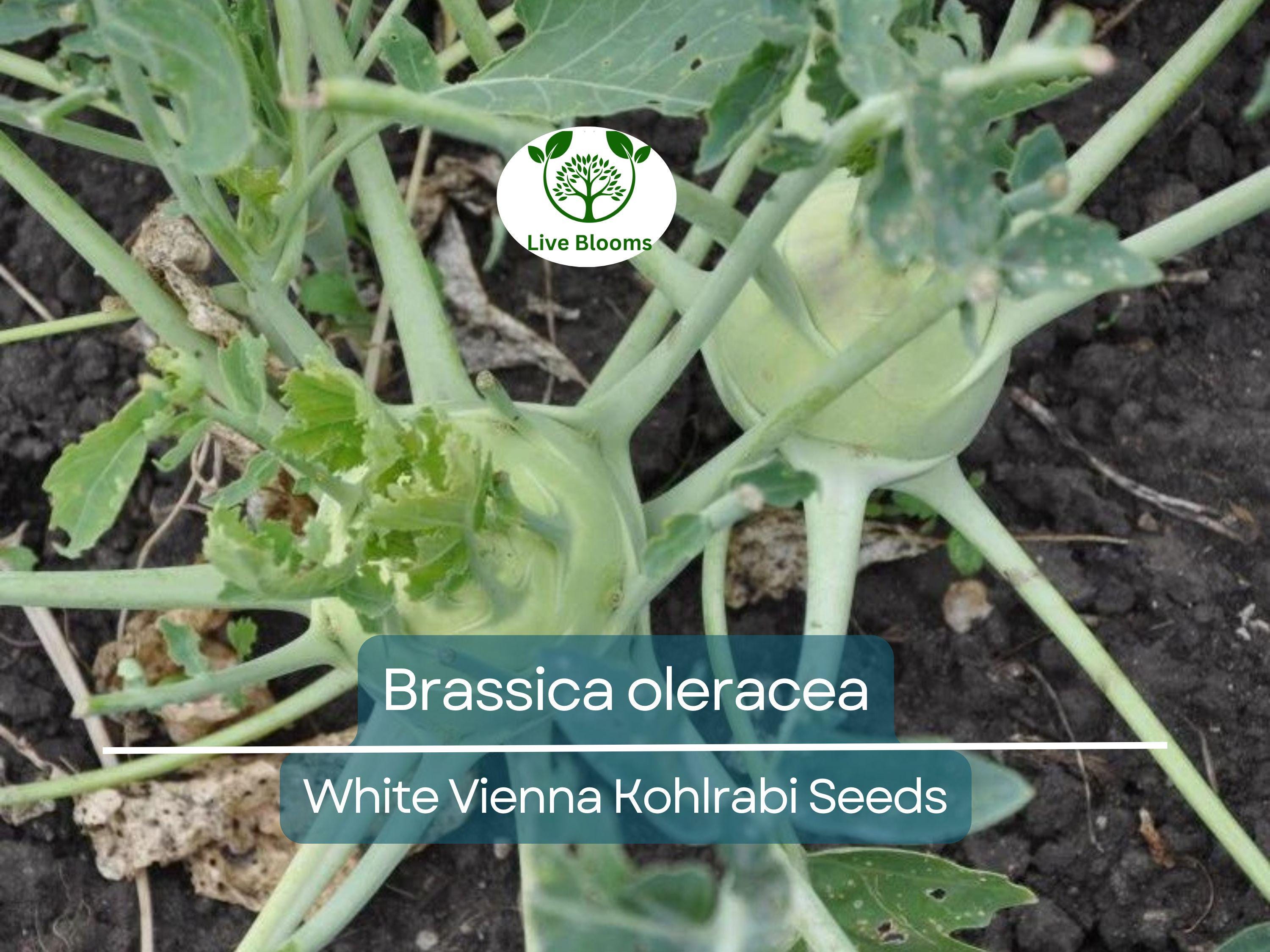 150 Seeds White Vienna Kohlrabi - Brassica oleracea, Heirloom Veggie, Non-GMO, Fast Growing, Nutritious, Easy to Grow for Gardeners