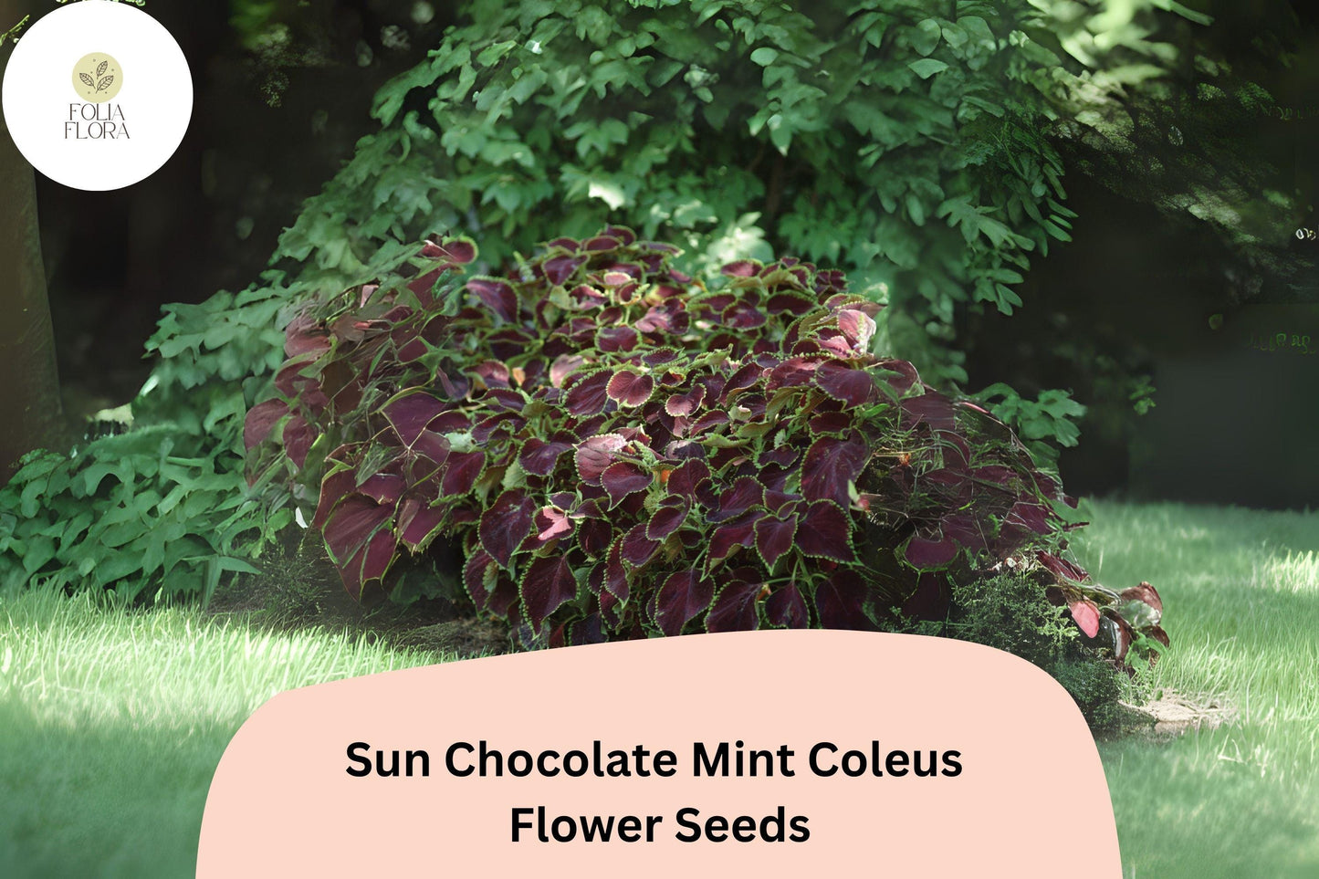 25+ Sun Chocolate Mint Coleus Seeds for Planting | Premium Shade Plant | Green Brown Foliage Annual | Garden Bedding Seeds