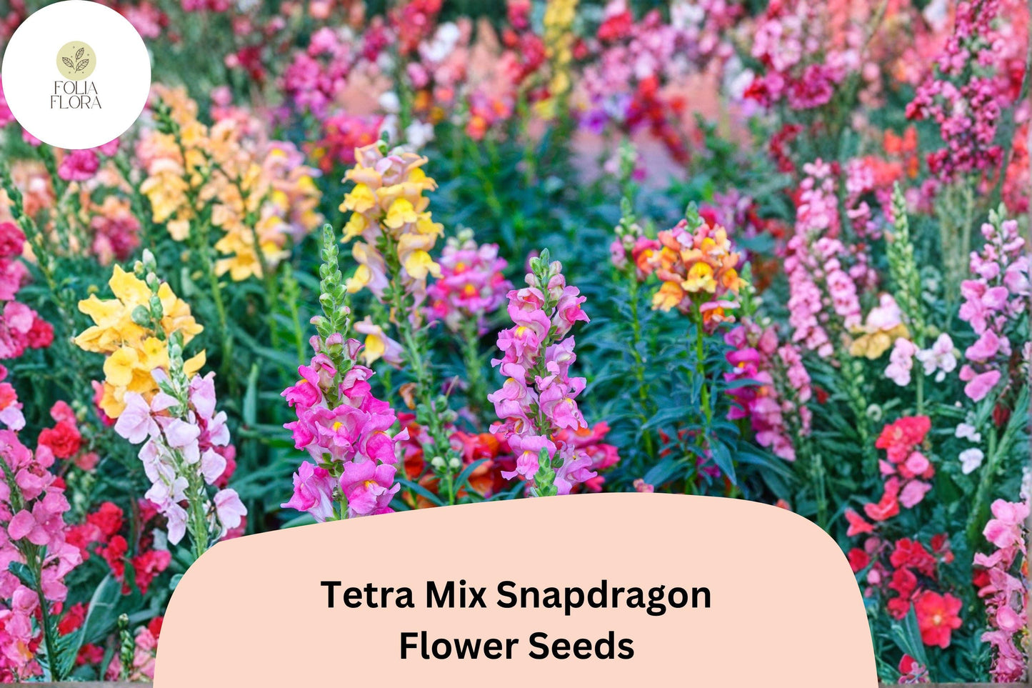 1000+ Tetra Mix Snapdragon Seeds | Antirrhinum majus | Colorful Garden Flowers for Beds, Borders & Containers