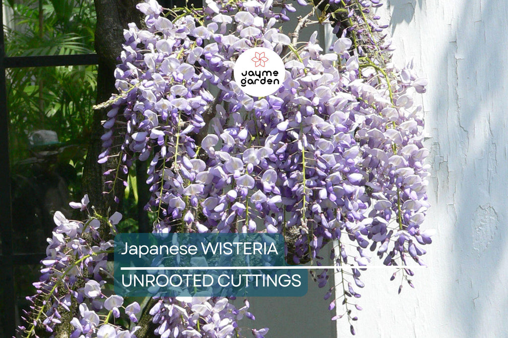 Japanese Wisteria Cuttings - 10 Fresh Softwood Cuttings (5-8 in) - Fragrant Purple Flowers, Fast Blooming, Ready to Grow