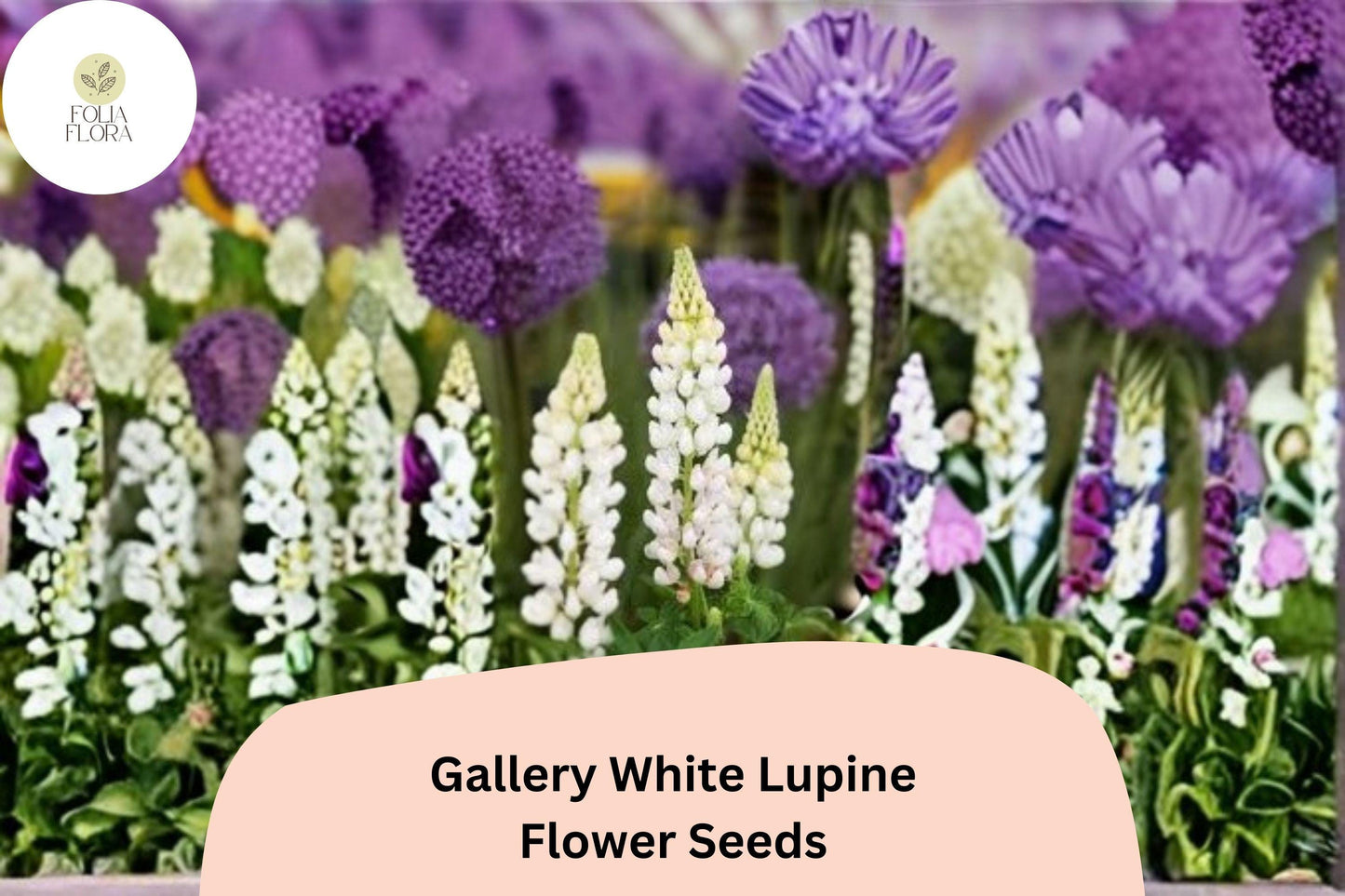 25+ Gallery White Lupine Seeds for Garden Planting | Lupinus polyphyllus | Perennial Cottage Garden Blooms