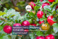 Acerola Barbados Cherry Plant (Malpighia emarginata) | Vitamin C-Rich Fruit, Evergreen Shrub, USDA Zones 9-12