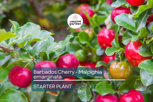 Acerola Barbados Cherry Plant (Malpighia emarginata) | Vitamin C-Rich Fruit, Evergreen Shrub, USDA Zones 9-12