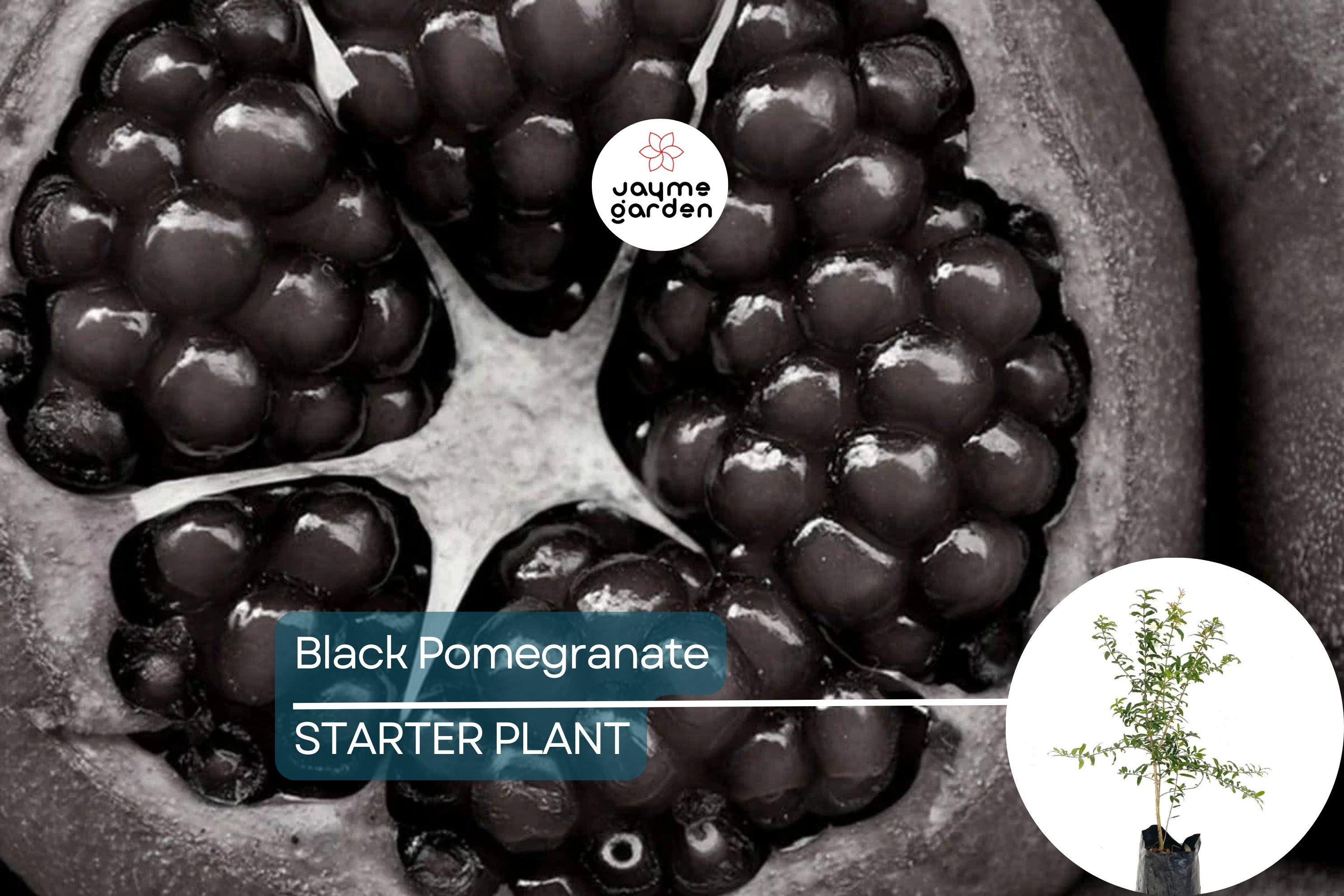 Black Pomegranate Tree Live 1-2 ft Fruit Tree | Hardy Tropical Varieties | Delicious, Antioxidant-Rich Fruit | Easy Care for Gardens