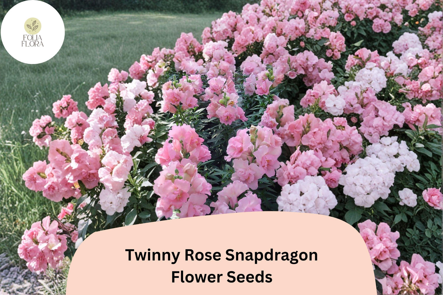 1000+ Twinny Rose Snapdragon Seeds | Antirrhinum majus | Double Rose Pink Blooms for Beds & Pots
