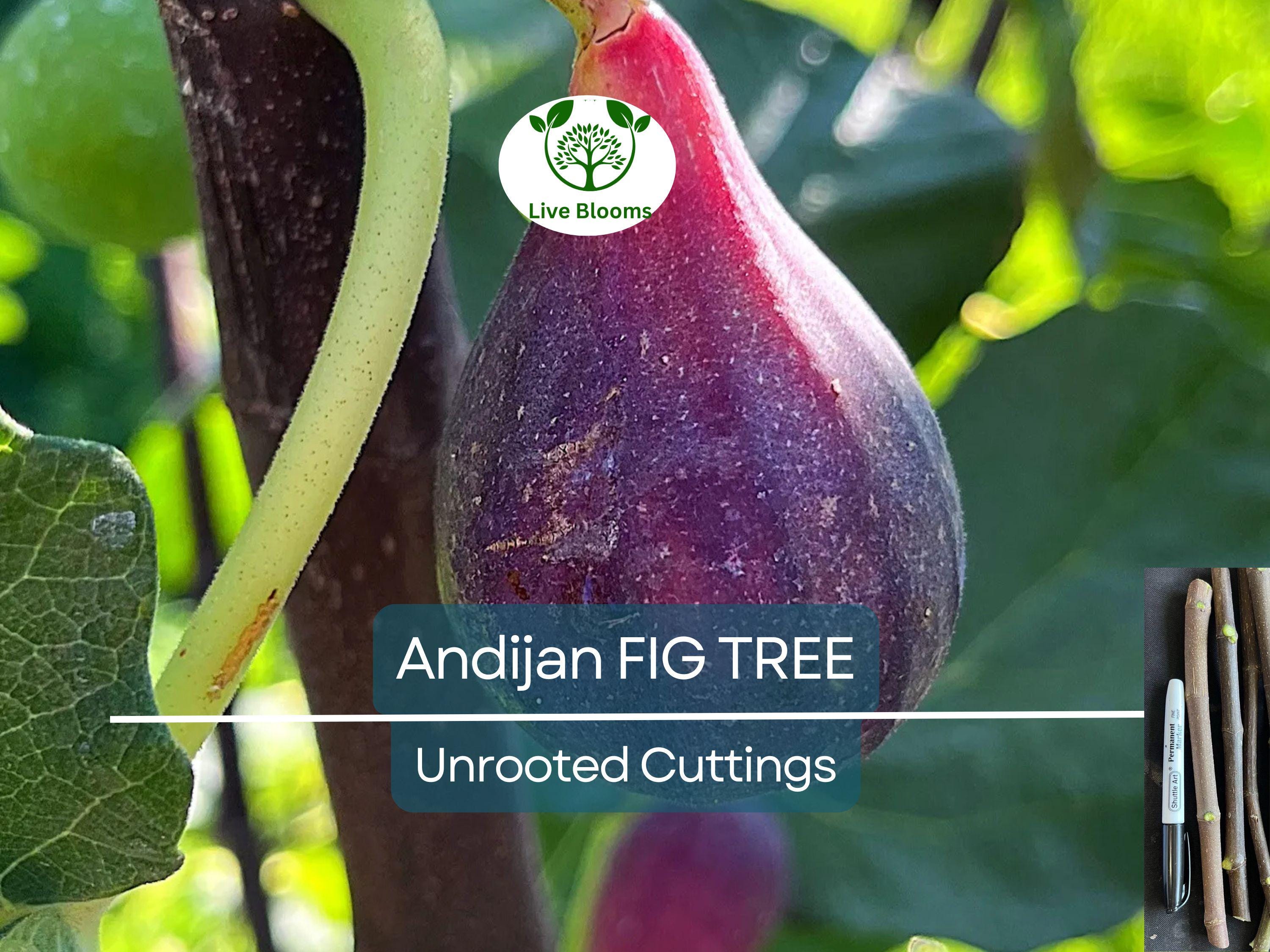 3 Fig Trees “Andijan” Rare Unrooted Cuttings - Ficus Carica, Sweet & Delicious, Ideal for Rooting, Grafting, Hardy Fruit Tree, Organic