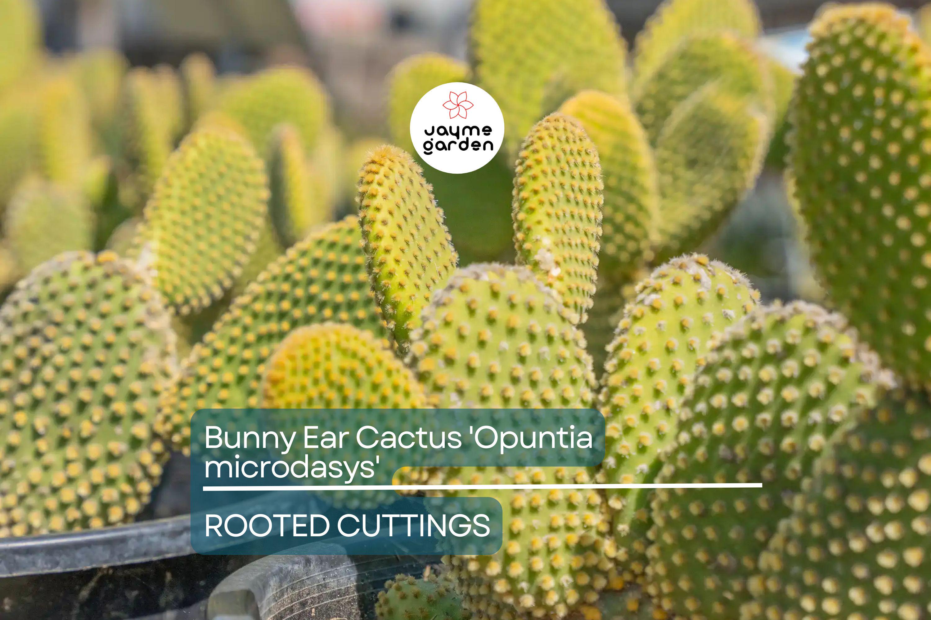 Bunny Ear Cactus (Opuntia microdasys) Live Succulent Plant – 6" Starter Cactus, Easy Care, Indoor/Outdoor