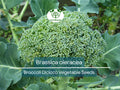 300 Seeds Broccoli Dicicco - Brassica oleracea | Heirloom Broccoli Seeds for Planting, Gardening & Nutritious Harvests