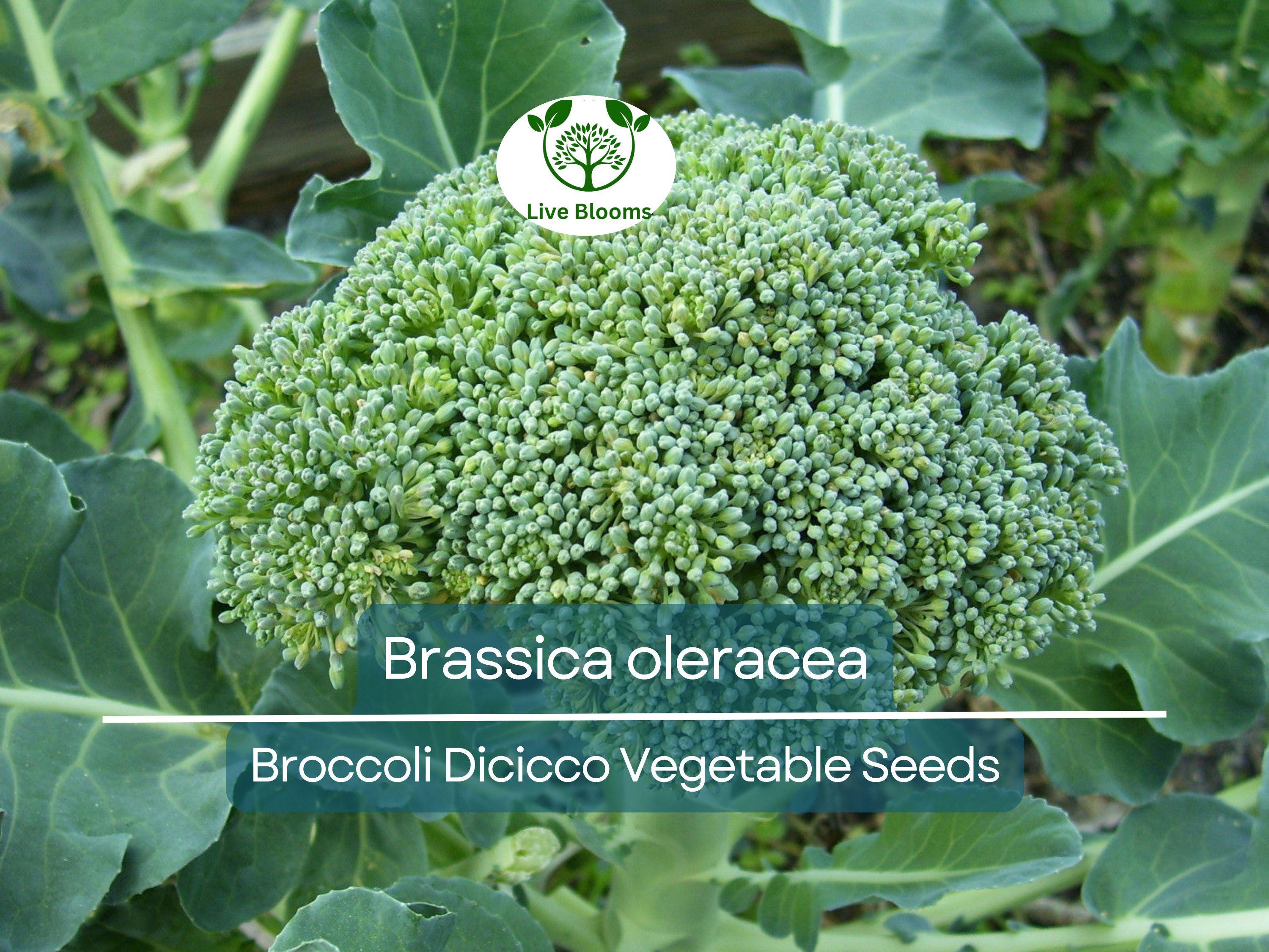 300 Seeds Broccoli Dicicco - Brassica oleracea | Heirloom Broccoli Seeds for Planting, Gardening & Nutritious Harvests
