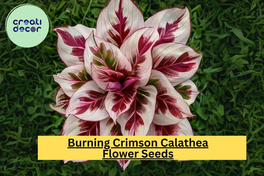 25+ Burning Crimson Calathea Seeds - Exotic Tropical Houseplant - Stunning Foliage for Indoor & Shaded Gardens