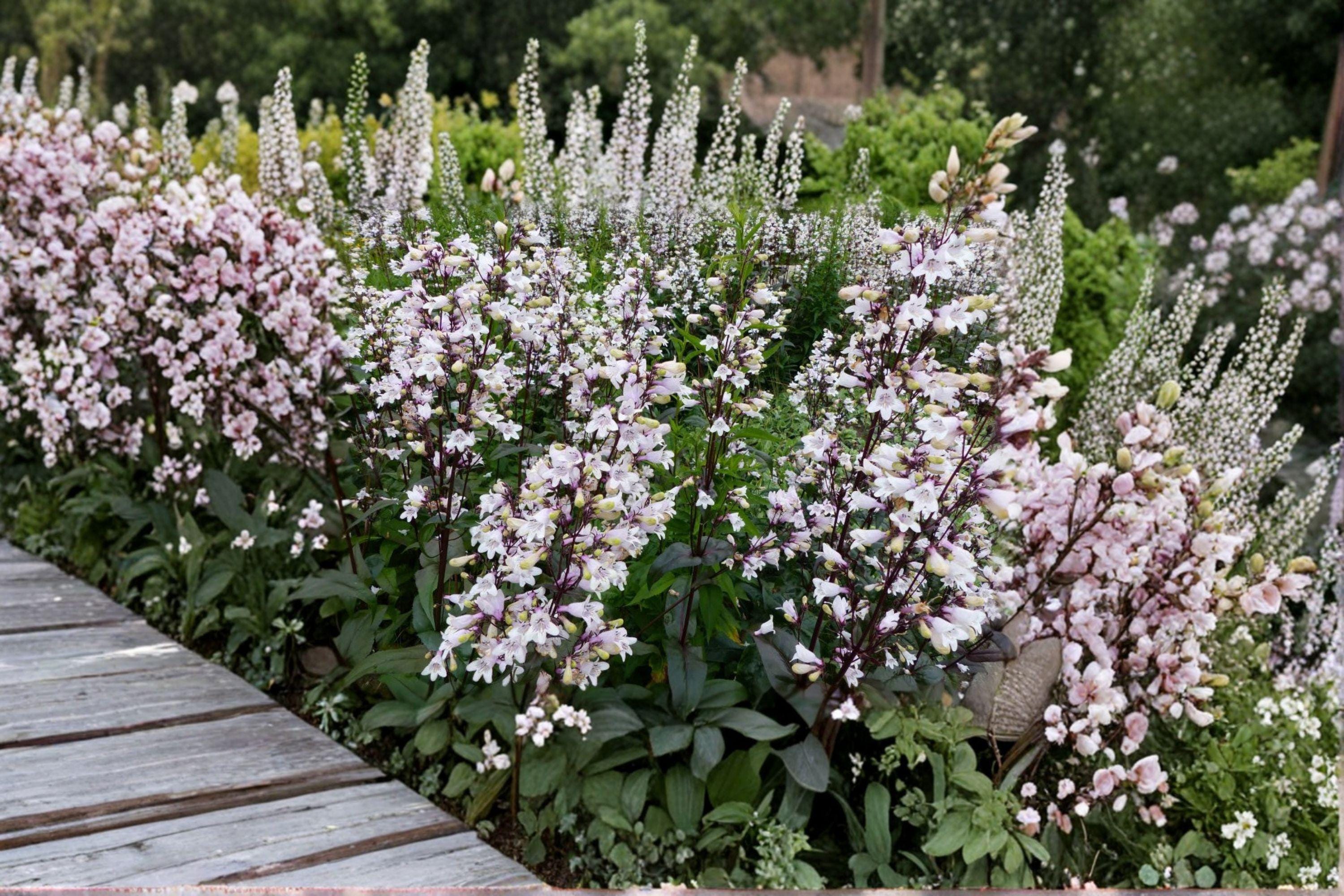 Foxglove Beardtongue Seeds – Penstemon digitalis | 100 Seeds | Native White Wildflower for Pollinator Gardens
