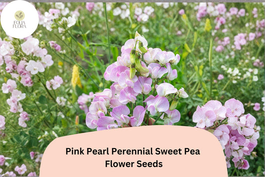 50+ Pink Pearl Perennial Sweet Pea Seeds | Lathyrus latifolius Pink Climbing Flower Vine for Garden Trellis