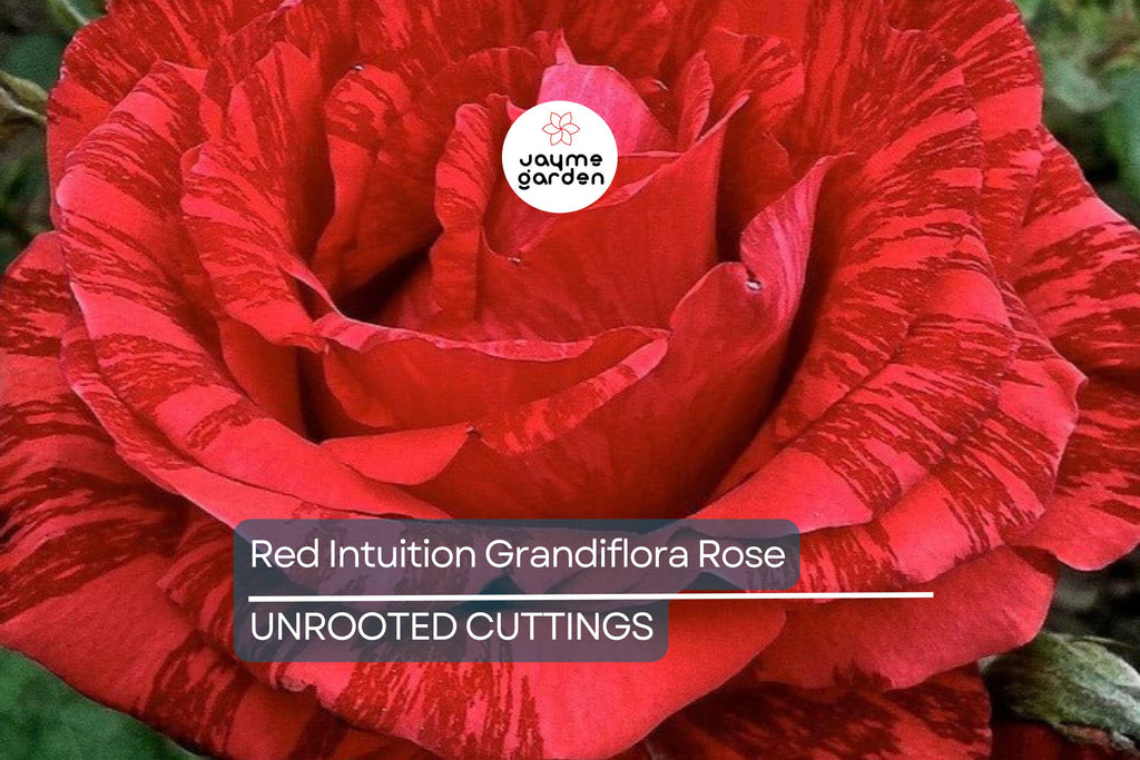 SUPER RARE Red Intuition Grandiflora Rose – 3 Unrooted Cuttings for Rooting or Grafting – Vibrant Blooms, Easy to Grow