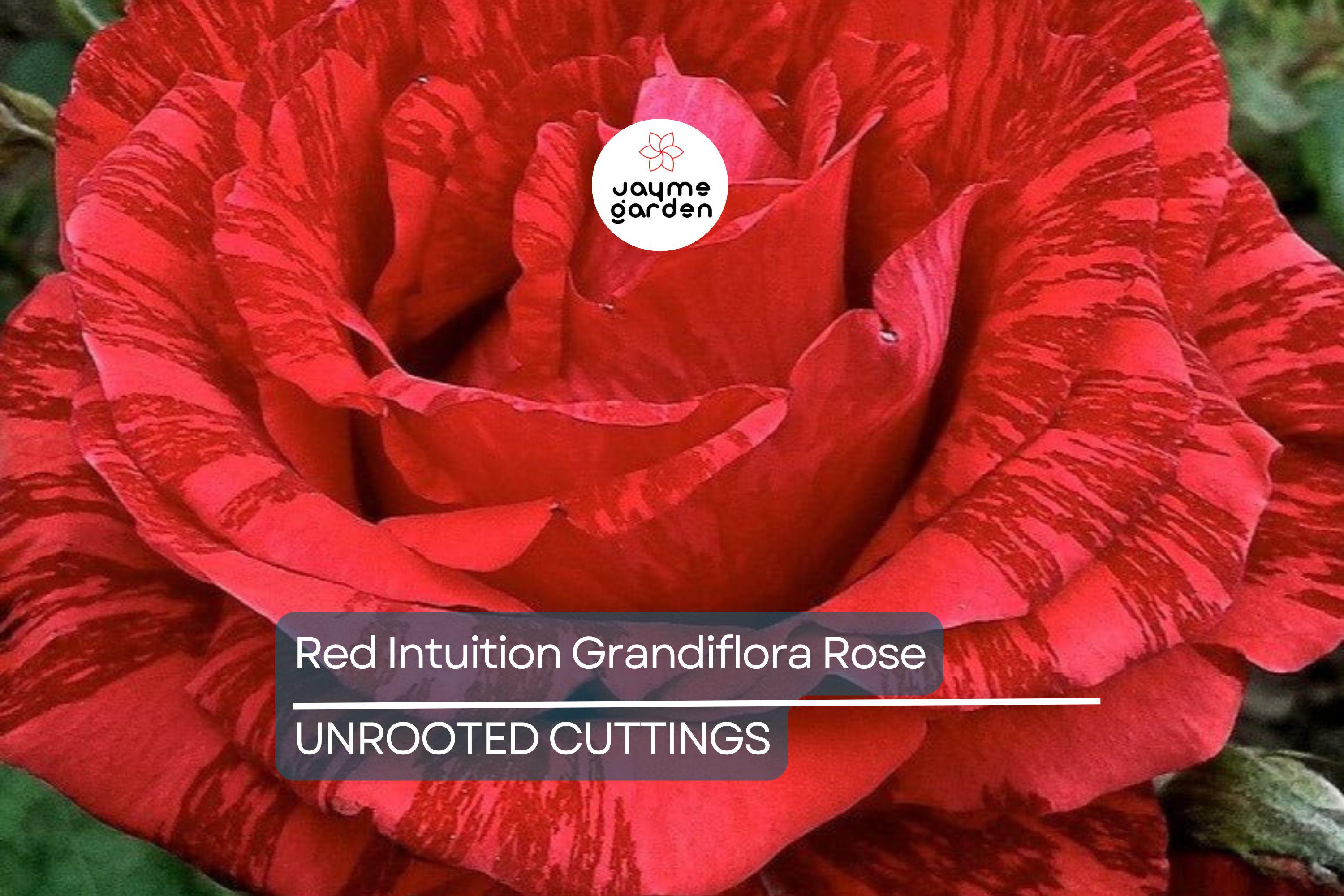 SUPER RARE Red Intuition Grandiflora Rose – 3 Unrooted Cuttings for Rooting or Grafting – Vibrant Blooms, Easy to Grow