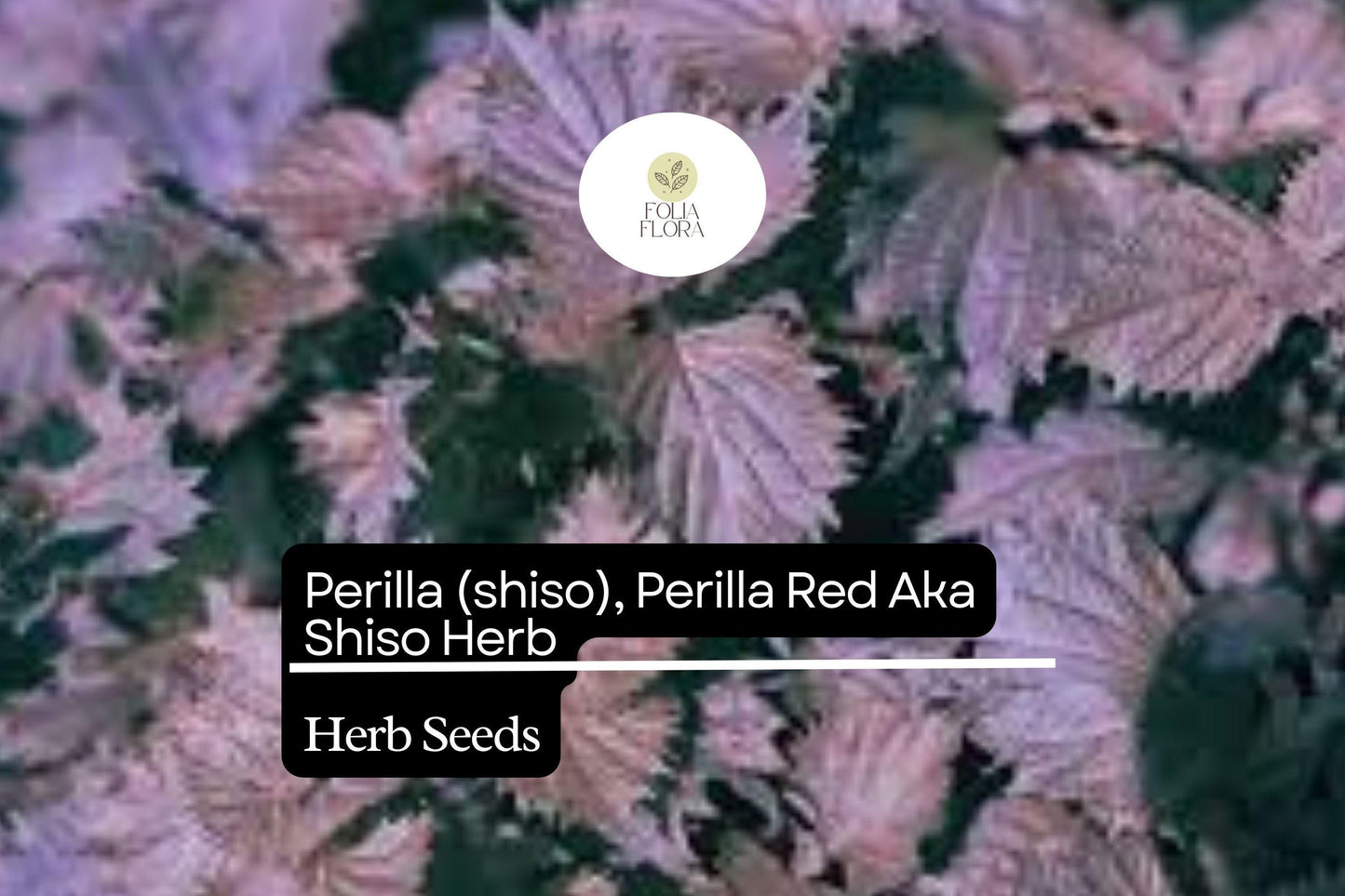 500mg Perilla Red Aka Shiso Seeds Perilla frutescens | Aromatic Herb, Non-GMO, Asian Cuisine, Red Leaves, Wraps, Garnishes & Pickling