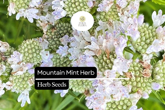 30mg Mountain Mint Herb Seeds | Pycnanthemum spp. Aromatic Perennial | Pollinator-Friendly & Medicinal Herb