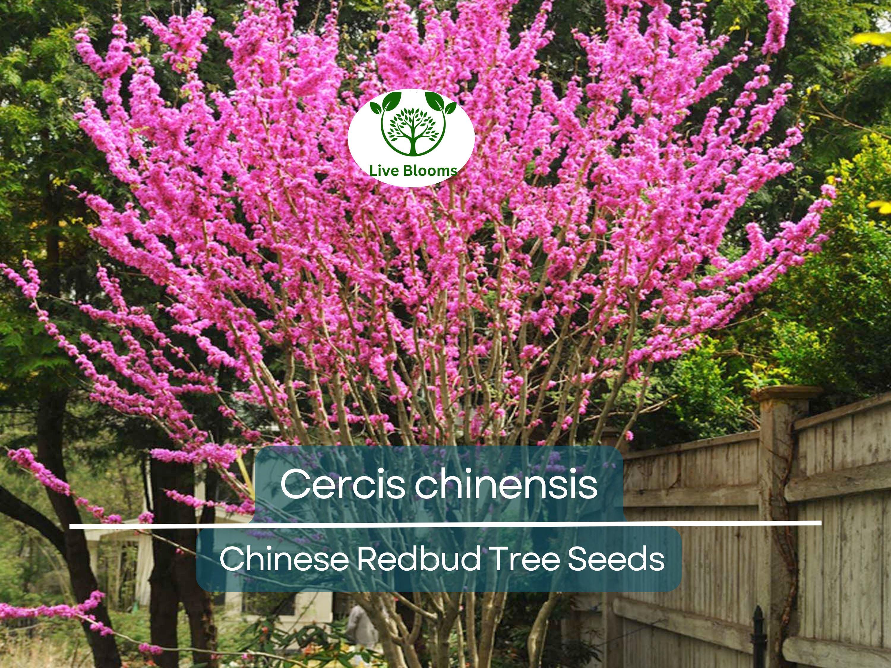 10 Seeds Cercis chinensis (Chinese Redbud) Tree for Planting | Ornamental Flowering Tree with Stunning Pink Blossoms
