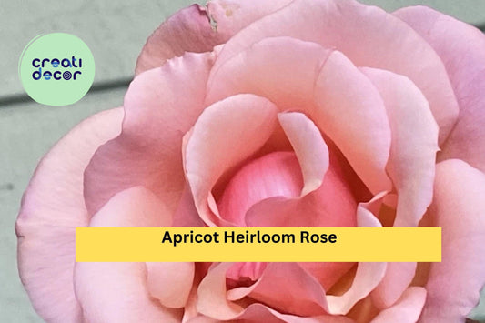 Apricot Heirloom Rose – Six Fresh Stem Cuttings for Propagation – Fragrant Vintage Garden Rose with Soft Apricot Blooms