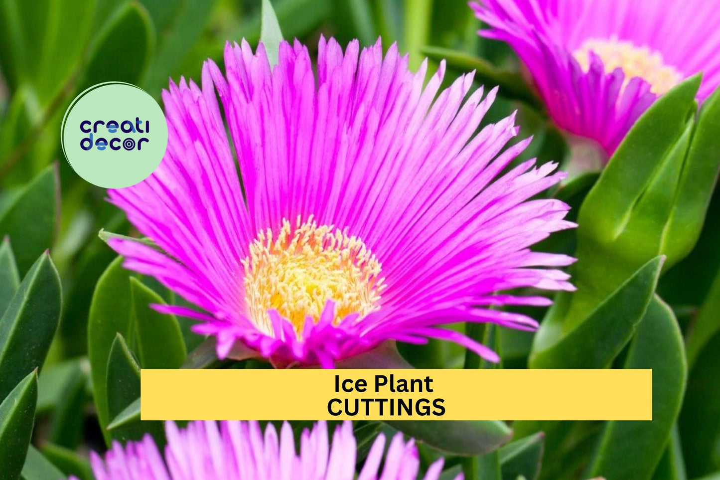 Magenta Ice Plant Cuttings (5) | Delosperma Cooperi | Hardy Ground Cover | Drought-Tolerant Succulent | Unrooted Starter Set