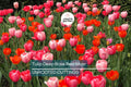 Tulip Spryng Tide Bulbs - 5 Deep Rose Red & Silver Sheen Bulbs, Fragrant, Weather-Resistant, USDA Zones 3-8