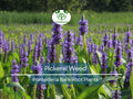 1 Pickerel Weed – Live Bare Root Plant | Pontederia cordata | Native Aquatic Plant | Large Purple Pickerel Rush for Ponds & Wetlands